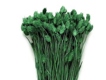 Sušená tráva chrastnica Phalaris 100g - tmavá zelená