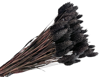 Sušená tráva chrastnica Phalaris cca 70g - čiernohnedá