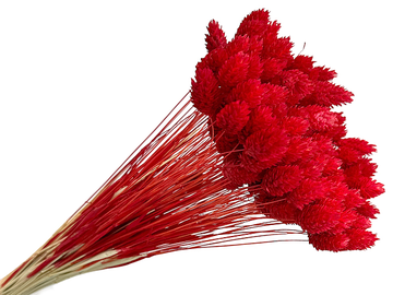 Sušená tráva chrastnica Phalaris cca 70g - jasná červená