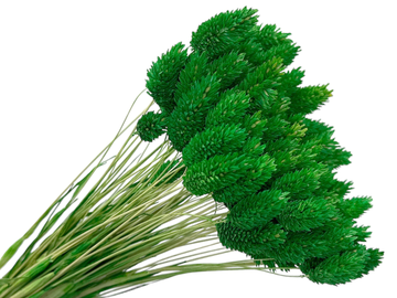 Sušená tráva chrastnica Phalaris cca 70g - trávovo zelená