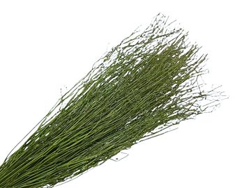 Sušená tráva lúčna - koriander 100g - zelený