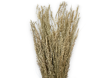 Sušená tráva Star Grass 100g - prírodné