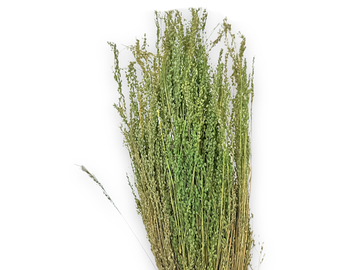 Sušená tráva Star Grass 100g - svetlozelené