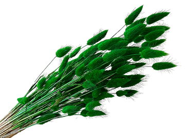 Sušená tráva zajačka Lagurus 40g - tmavo zelená