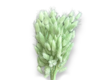 Sušená tráva zajačka vajcovitá Lagurus 50g - aqua