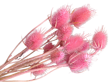 Sušené bodliaky Dipsacus kytica 50g - ružové