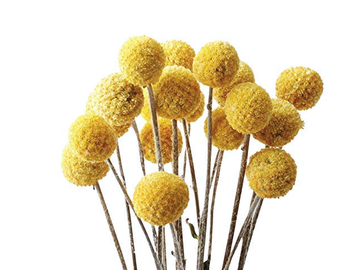 Sušené kvety guličky mini - Kraspédia Billy Button 20ks - žlté