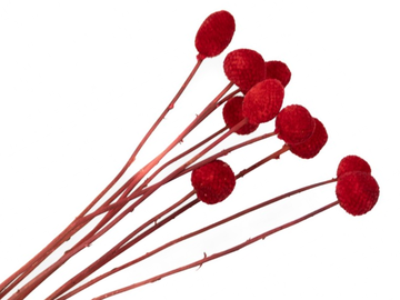 Sušené kvety guličky veľké - Craspedia Billy Button 10ks - červené