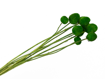 Sušené kvety guličky veľké - Craspedia Billy Button 10ks - zelené