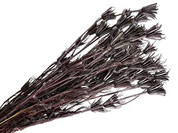 Sušené kvety - kytica Nigella Orientalis cca 70g - čiernohnedé