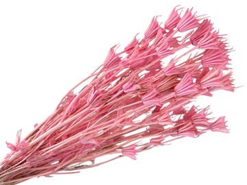 Sušené kvety - kytica Nigella Orientalis cca 70g - svetlé ružové