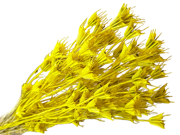 Sušené kvety - kytica Nigella Orientalis cca 70g - žlté