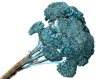 Sušené kvety - kytica rebríček Achillea - modré