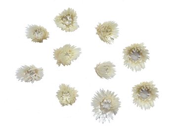 Sušené kvety slamienky Capblume 10ks - biele