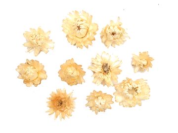Sušené kvety slamienky 10ks - krémové