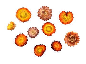 Sušené kvety slamienky 10ks - ohnivo oranžové