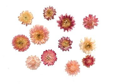 Sušené kvety slamienky 10ks - ružové