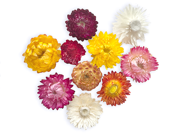 Sušené kvety slamienky - farebný mix 10ks