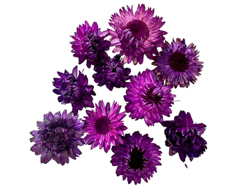Sušené kvety slamienky hlavičky 10ks - tmavo fialové