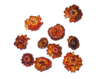 Sušené kvety slamienky - tmavo oranžové - 10ks