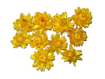 Sušené kvety slamienky 10ks - žlté
