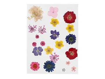 Sušené lisované kvety a listy 19ks - farebný mix