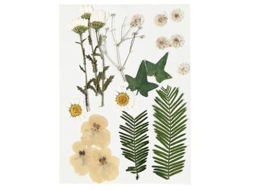 Sušené lisované kvety a listy 19ks - krémový mix