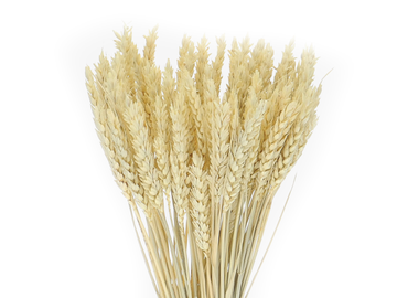 Sušené prírodné klasy pšeničné 150g - bielené