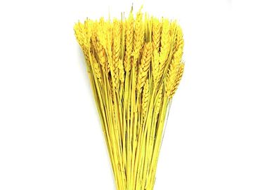 Sušené prírodné klasy pšeničné 150g - jasné žlté