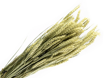 Sušené pšeničné klasy XL 500g - prírodné