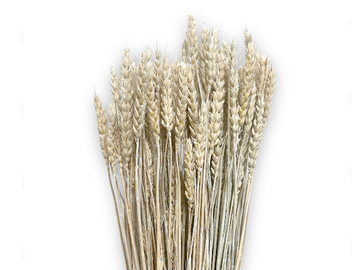 Sušené prírodné klasy pšeničné 150g - prírodné zabielené