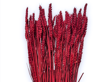 Sušené prírodné klasy pšeničné 150g - tmavé červené