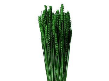 Sušené prírodné klasy pšeničné 150g - tmavé zelené
