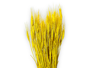 Sušené prírodné klasy ražné 150g - jasné žlté