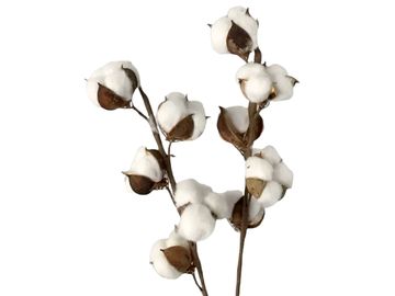 Sušený aranžérsky kvet bavlník - vetvička s 5 hlavičkami