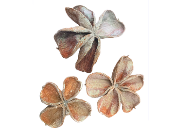 Sušený kvet Nigella - trblietavá perleť