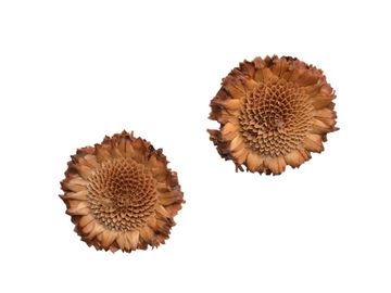 Sušený kvet - Protea - bez lupeňov