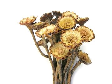 Sušené kvety Protea kytica - bez lupeňov so stopkou