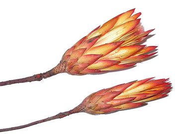 Sušený kvet - Protea - červená