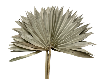 Sušený palmový list so stopkou 5ks - vejár