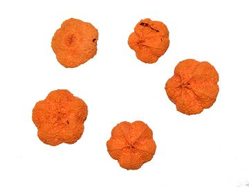 Sušený plod cesnak 5ks - sýto oranžový