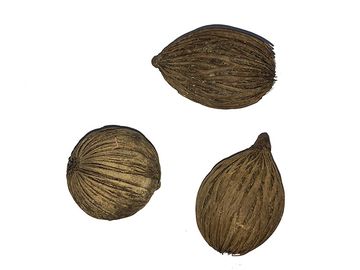 Sušený plod Mintola - malá
