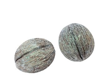 Sušený plod Mintola veľká - perleťové glitre