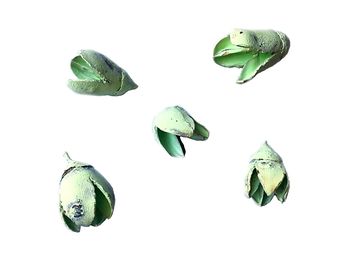 Sušina - plod Bakuli - 5ks - pastelový zelený