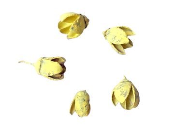 Sušina - plod Bakuli - 5ks - pastelový žltý