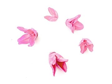 Sušina - plod Bakuli - 5ks - ružové
